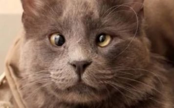 Cross-Eyed Cat Finds Love After Being Surrendered to Shelter