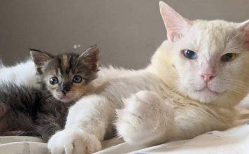 Abandoned Cat Was Antisocial Until A Tiny Kitten Forced Him To Play With Her