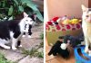 This Cat Loves To Take Her Twin Toys For On Her Adventures