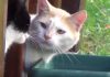 Cat Thinks He’s Been Cheated On!