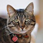 A-tabby-cat-with-an-ID-collar-on.jpg.optimal
