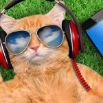 Blog-Cats-and-their-hearing-960