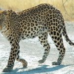 Namibie_Etosha_Leopard_01edit
