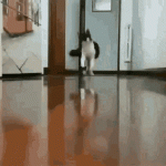 cat-running-away