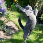 funny-jumping-cats-51__880